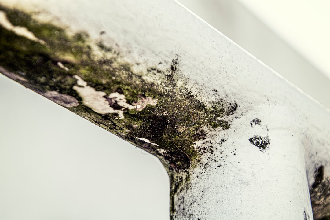 Mold growth on drywall in a Florida home after hurricane water damage